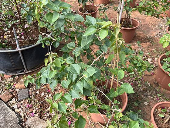 “反暮光条”相关话题热议不断，带你梳理其中的关键信息与重点内容